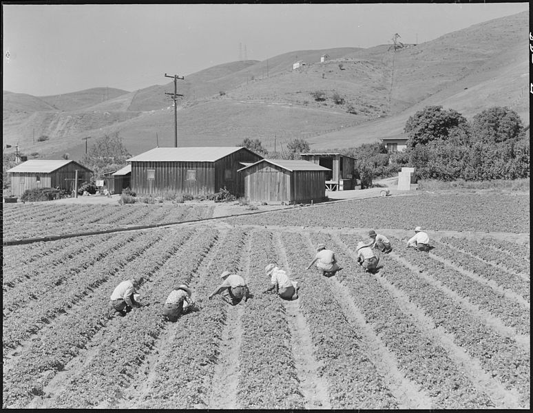 Dorothea Lange, Japanese farm workers, 1942